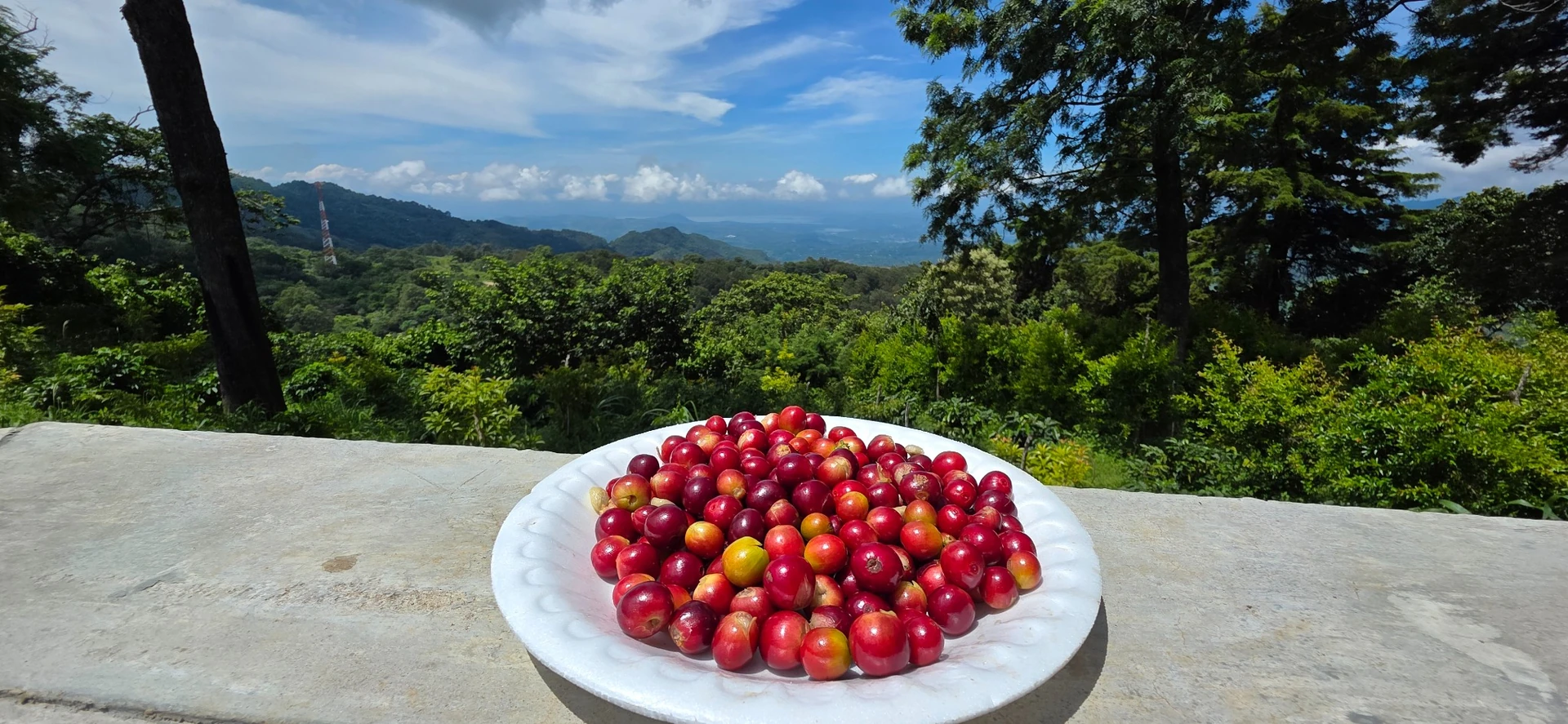 View of the Alotepec–Metapán Mountain Range, coffee-growing area of Finca 3 Pinos