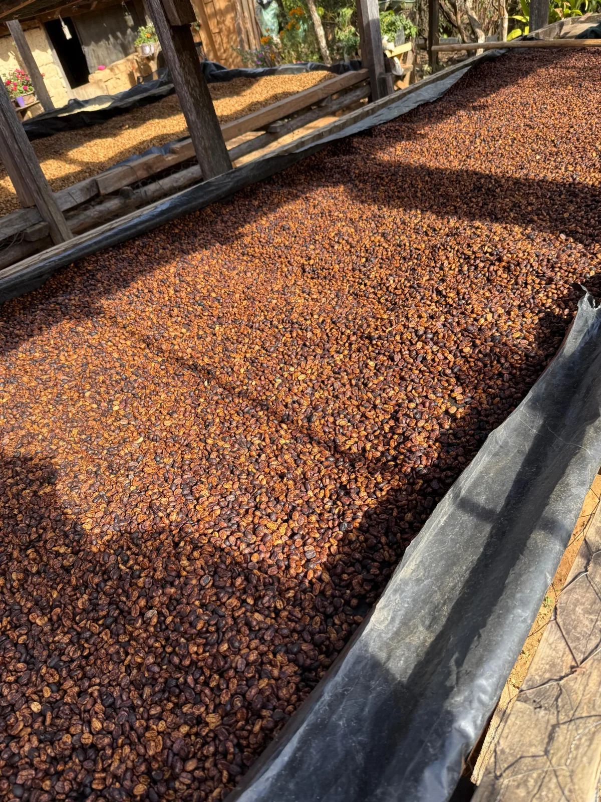 Freshly brewed coffee